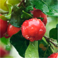 Barbadosi cseresznye - Acerola - ( Malpighia glabra )