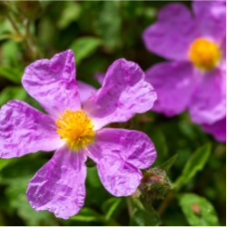 Bodorrózsa - ( Cistus creticus )