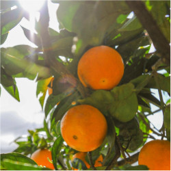Citrusové bioflavonoidy - Citrus bioflavonoid complex