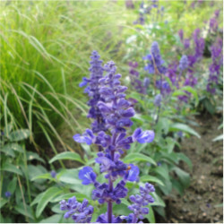 Šalvěj lékařská - Salvia officinalis