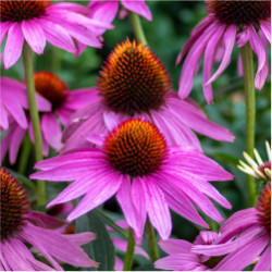 Bíbor kasvirág - ( Echinacea purpurea )